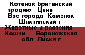 Котенок британский продаю › Цена ­ 3 000 - Все города, Каменск-Шахтинский г. Животные и растения » Кошки   . Воронежская обл.,Лиски г.